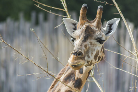 close up of a giraffe