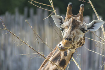 close up of a giraffe