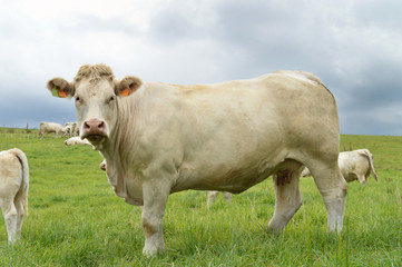 Fototapeta na wymiar A pregnant cow, Charolais breed in a field in the countryside.