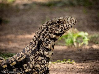 lizard lagarto overo