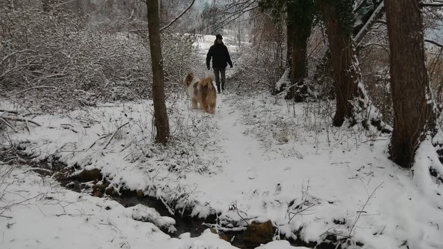 Passeggiata con il cane nella foresta con la neve