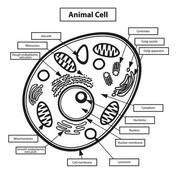 Animal cell illustration 