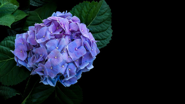Fototapeta Blue violet hydrangeas flower with dark green leaves on black background.