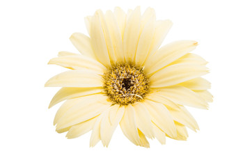 Obraz premium beige gerbera isolated