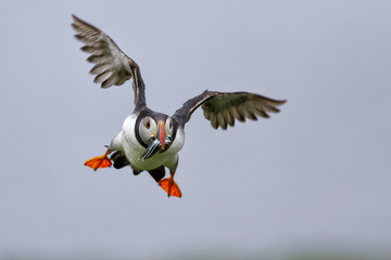 Puffin in flight with his beak full off Sand eels on the Farne Islands, England, United Kingdom