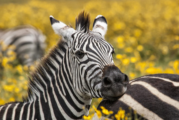 SONPortrait of a zebra in the Ngorongoro CRater National Park in Tanzania
