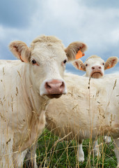 A herd of calves in a field. Breeding cow of Charolais breed.