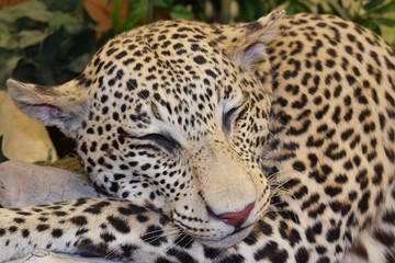 Closeup on Leopard