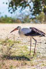 Close picture of a friendly European white stork near Lake Kerkini, Greece