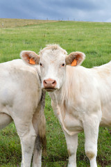 Naklejka na ściany i meble A calf in a field. Breeding cow of Charolais breed.
