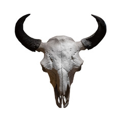 Ancient cow skull on a white background © wlad074