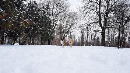 Winter wonderland. Dogs playing at snow