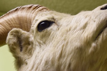 White Mountain Goat closeup © Lori