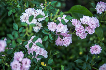 rosarium with pink roses on flower bed. Background of many roses.
