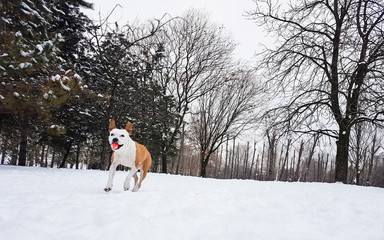 Cute dog playing in the snow