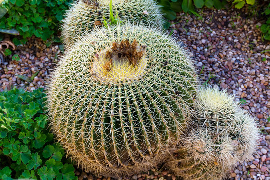  Ball cactus (Parodia) in garden viewed from above
