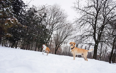 Winter wonderland. Dogs playing at snow