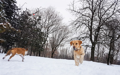 Winter wonderland. Dogs playing at snow