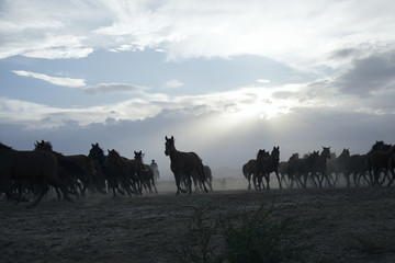 a plain with beautiful horses in sunny summer day in Turkey. Herd of thoroughbred horses. Horse herd run fast in desert dust against dramatic sunset sky. wild horses 