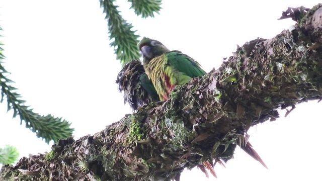 Duas aves no galho de pinheiro. (Pyrrhura frontalis)