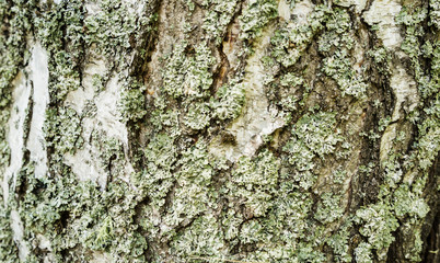 Texture,background, birch, closeup