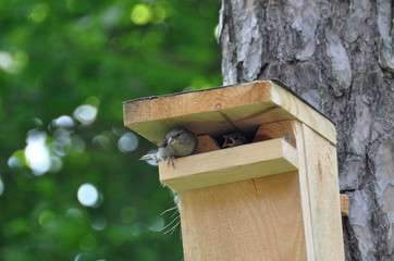 Birds