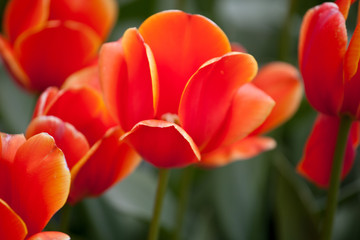 Fototapeta premium Ad Rem tulips blooming