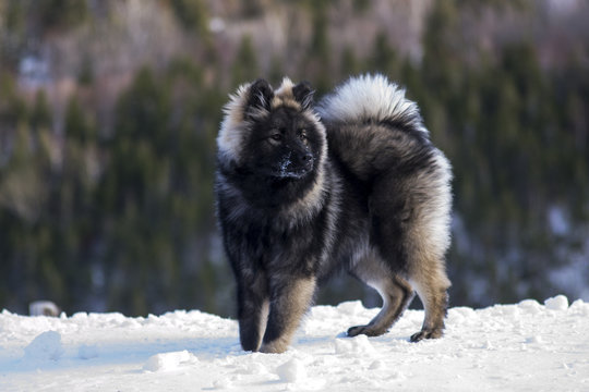 Eurasian Puppy