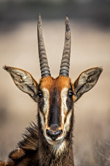 Portrait of a Sable Antelope in Willem Pretorius Game Reserve in South Africa