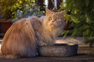 Cute Maine Coon cat sitting with paws on the edge of a stone bowl - obrazy, fototapety, plakaty