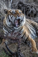 Male Tiger with a carcass of a blesbok in Tiger Canyons Game Reserve in South Africa