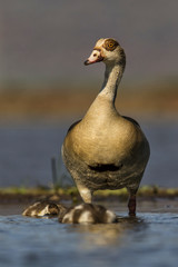 Fototapeta premium Egyptian goose with chicks in the water in Zimanga Game Reserve in South Africa