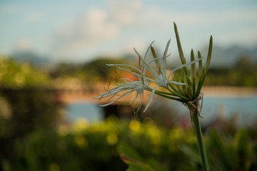 Mauritius  Blüte Hintergrund Makro