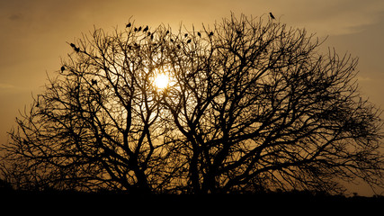 Birds at sunset