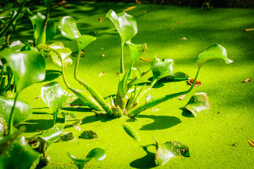 Plants Calla marsh in pond. Green duckweed on water in the lake.