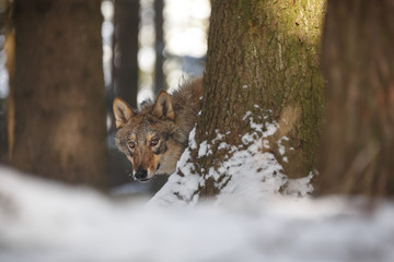 Wolf im Winter