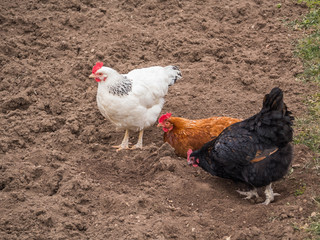 Free range chicken pecking on an organic farm happy chilling in the dirt