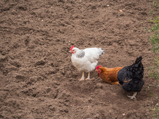 Free range chicken pecking on an organic farm happy chilling in the dirt