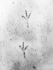 Bird prints in snow