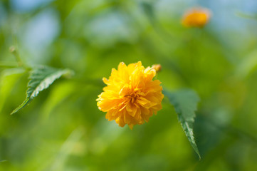 Bright golden yellow Keria Japan globeflower. On natural green background