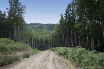 Road in the pine forest, Carpathians