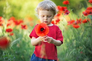 A small blond boy is holding red poppy flower