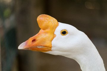 Chinese goose