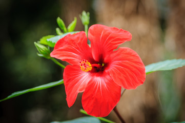 Red hibiscus flower on a natural background. Front view