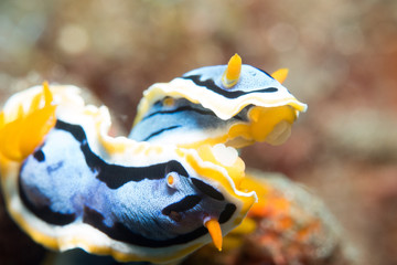 Nudibranch