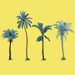 Hand drawn botanical vector illustration with palm trees.