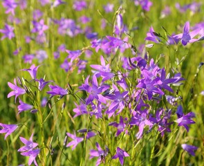 Obraz premium Campanula patula.