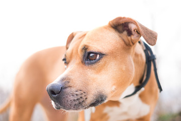 Young, beautiful, american staffordshire terrier with owner spend a day in the park and playing. 