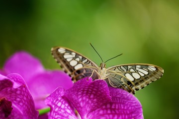 beautiful butterfly on colorful flowers