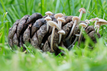 Pilze auf einem Tannenzapfen